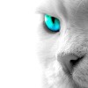 ff7d98fcfeaf53c3656a4e7fb20cc88ce82d6feb